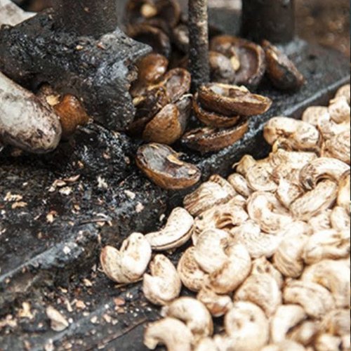 Cashew Processing Floor 1