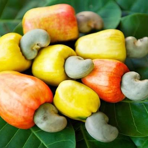 Cashew Processing Floor 4